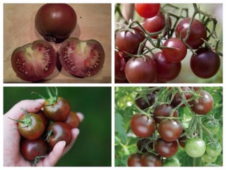 Bộ gói hạt giống cà chua bi socola