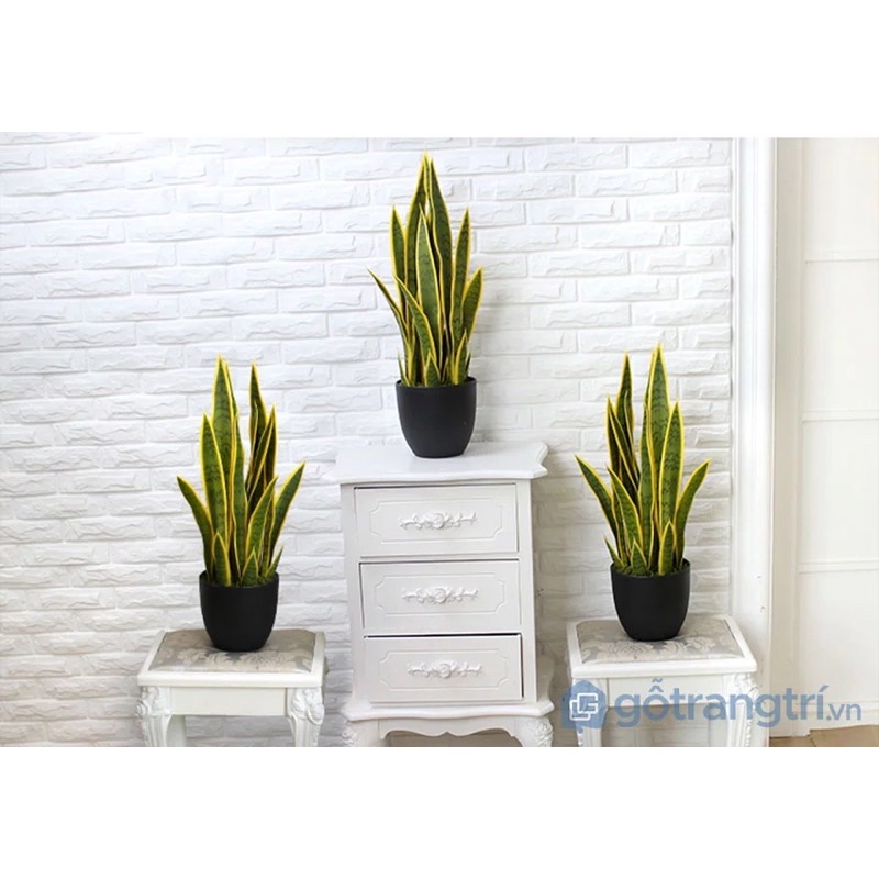 Lưỡi hổ viền vàng cây giống