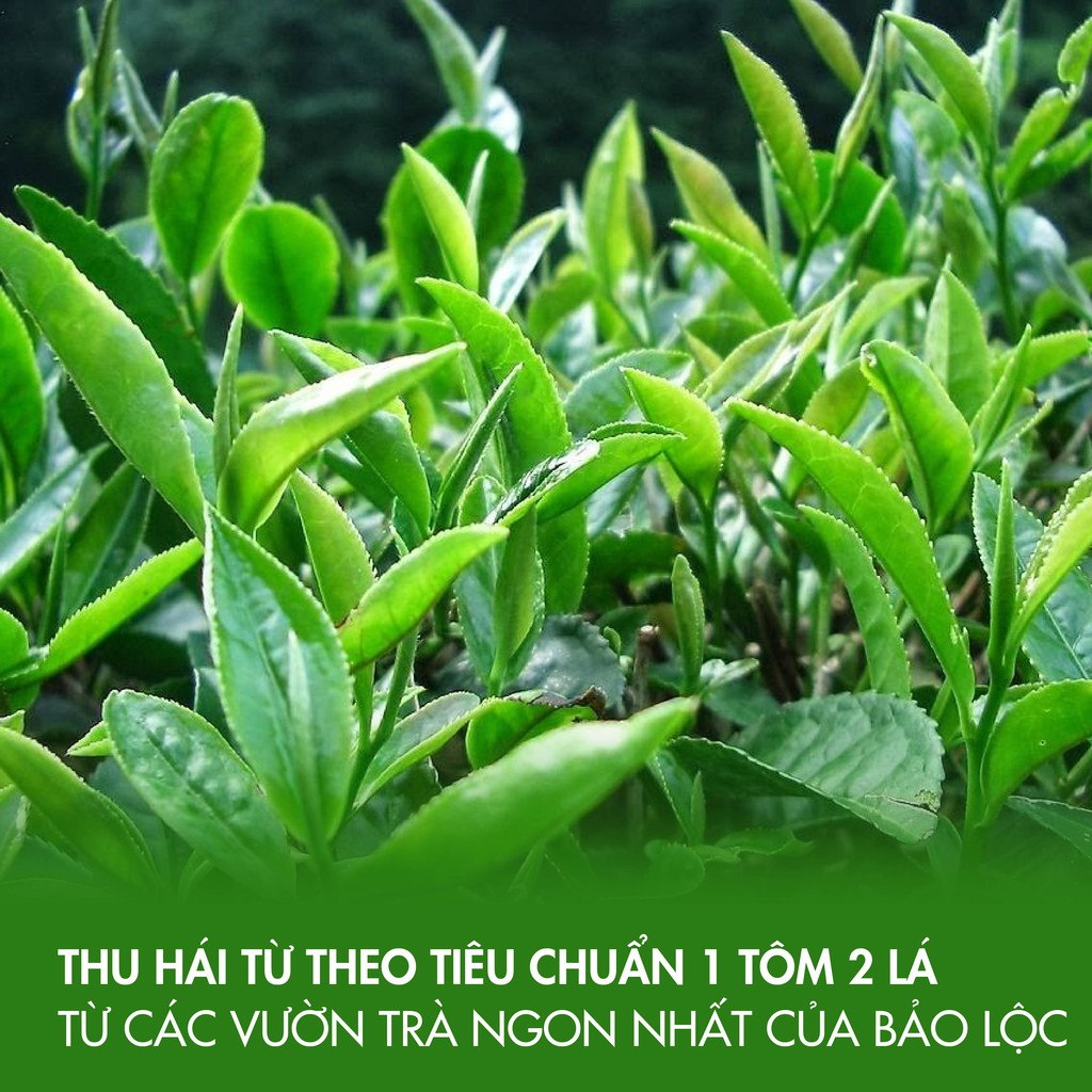 Trà Đen Truyền Thống B552 - 100g Vị Chát Đặc Hậu Ngọt Lắng Sâu