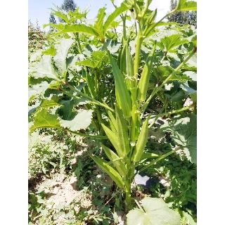 Hạt giống đậu bắp cao sản (trái trắng)