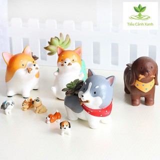 Chậu cây cún Nhật Husky