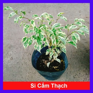 Cây Si Bonsai Cẩm Thạch - cây cảnh bonsai - caykiengsadec