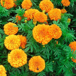 Hạt Giống Hoa Vạn Thọ Cao Nhiều Màu