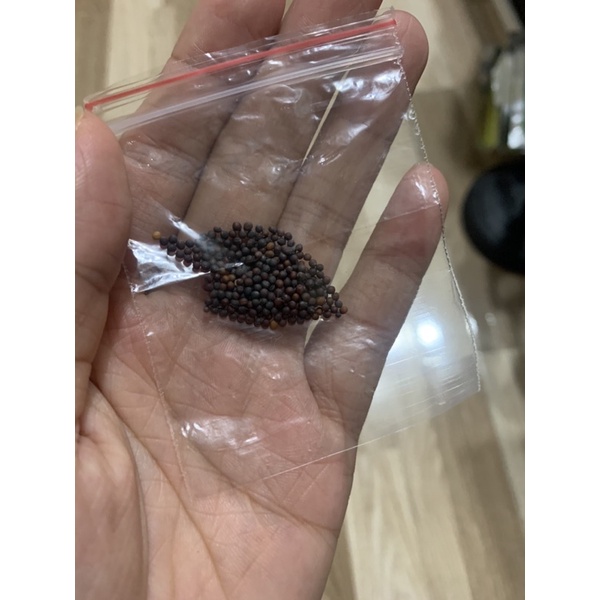 [ Deal sock 1k] 100 hạt cải ngọt trồng thử - túi zip