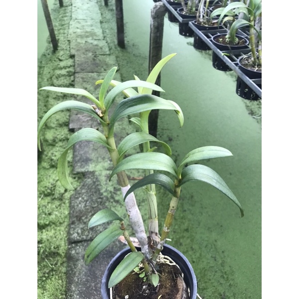 Hoa lan denro tím huế thơm
