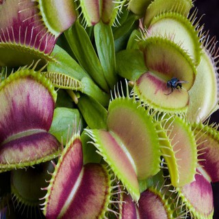 Hạt giống cây bắt mồi TRAP - TẶng thêm hạt giống ngẫu nhiên