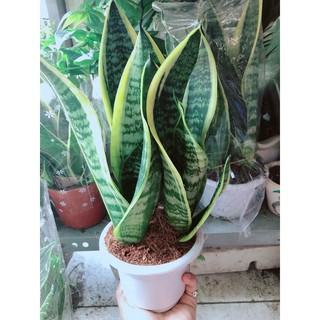 Chậu lưỡi hổ