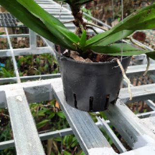 Hoa phong lan đuôi cáo