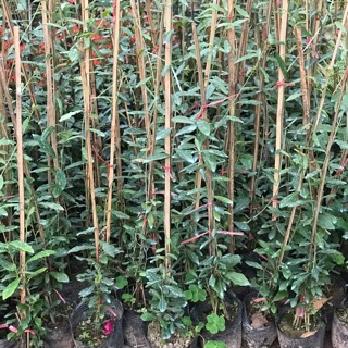 Combo 10 cây cúc tần ấn dài hơn 1m