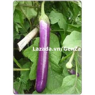 Hạt giống Cà tím khổng lồ - Gói 5 hạt