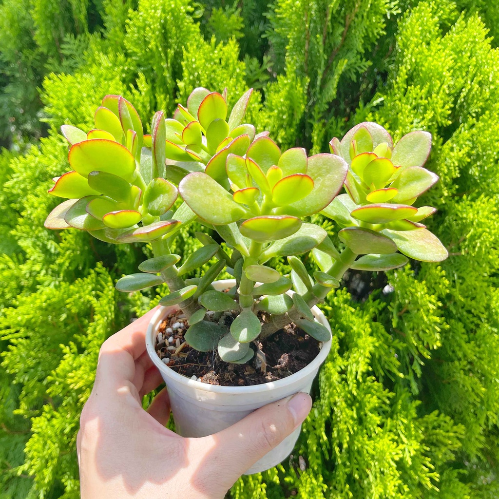 Sen đá thạch bích cỡ vừa