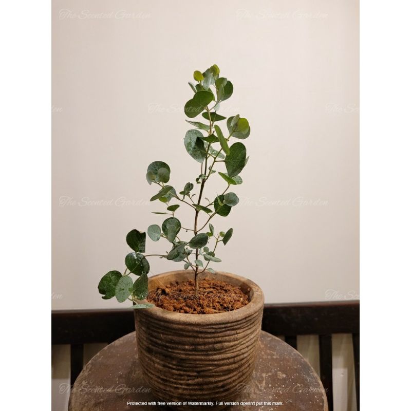 Cây Khuynh diệp Lá tim - EUCALYPTUS HEART-LEAF