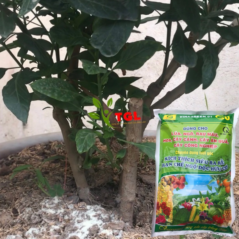 Phân bón vi lượng VINAGREEN 01 - G8 - Phân bónTưới Gốc - Kích Thích Siêu Ra Rễ Hạn Chế Ngộ Độ Hưu Cơ- Gói 1kg