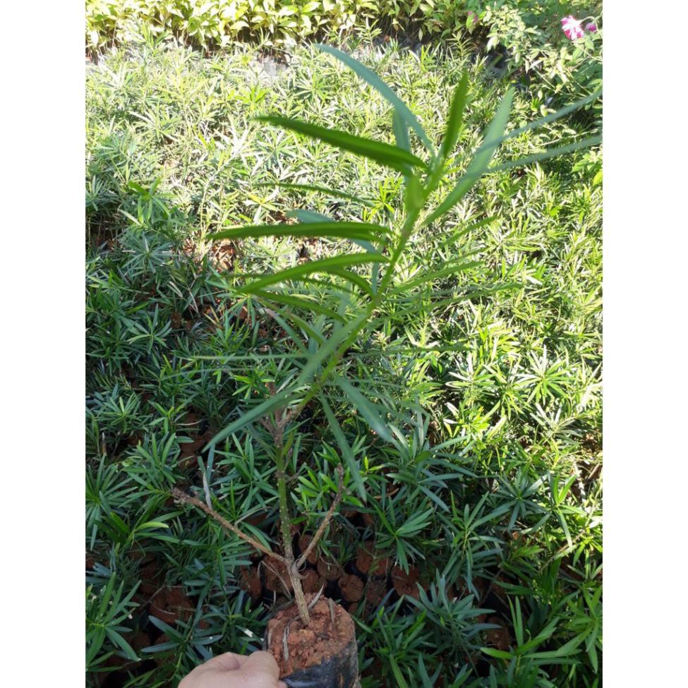 CÂY TÙNG LA HÁN HÀNG GIỐNG SIÊU ĐẸP, SIÊU KHỎE + Tặng 01 cây dâu da đất