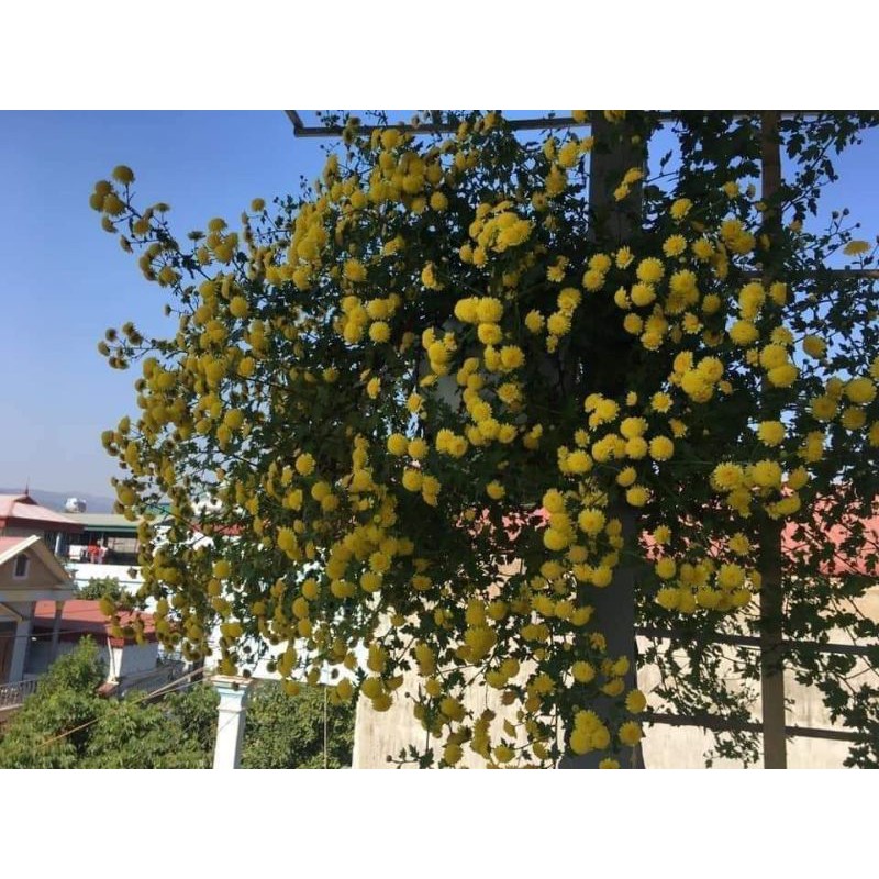 Combo 10 Cây Gióng Cúc Chi Vàng Rủ