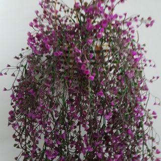 Giỏ dây lá trang trí