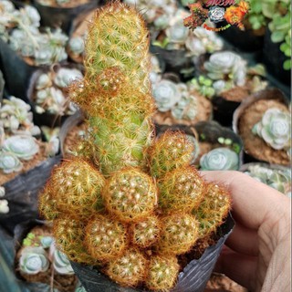 xương rồng Thạch trụ