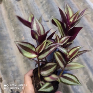 Thài lài tím bạc
