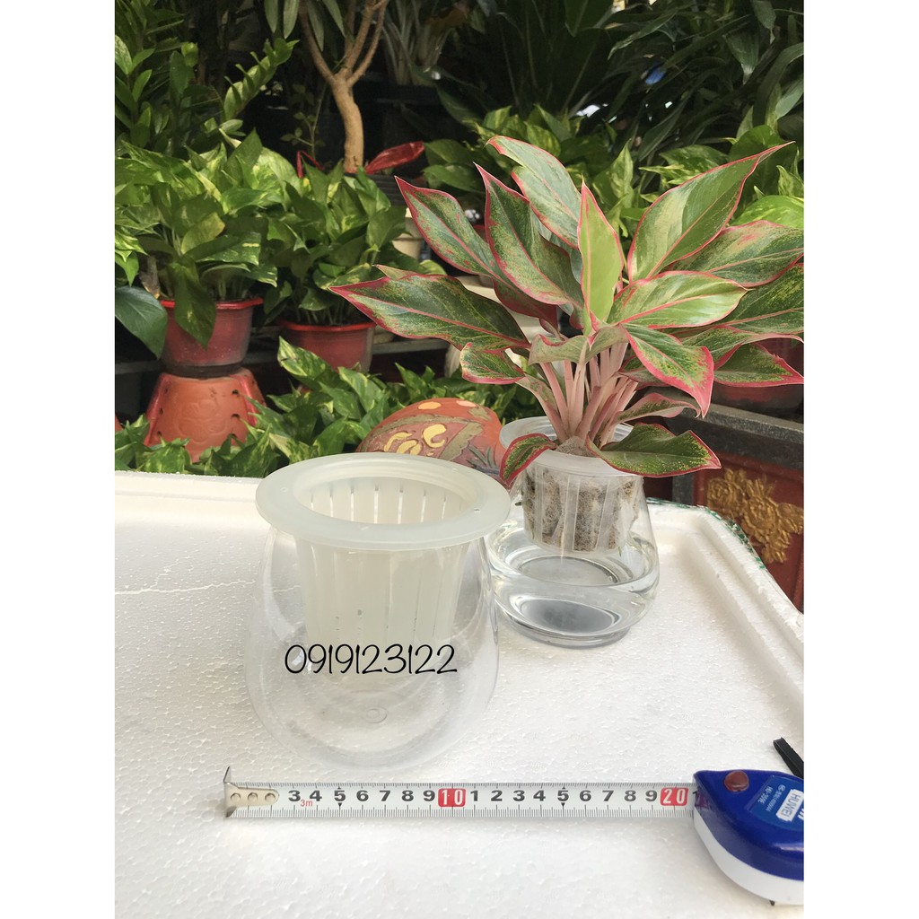 10 Bộ chậu trồng thuỷ sinh- thuỷ canh