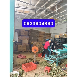 Hạt mắc ca ĐAKLAK sạch nhà trồng