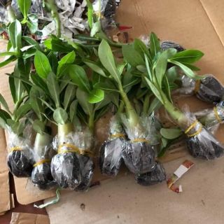 Sứ thái kép hàng gieo hat