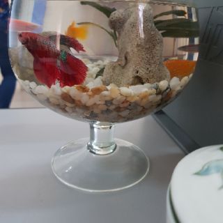 Bể cá mini