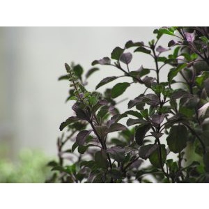 Hạt giống cây hương nhu tía - 0.2gram/gói