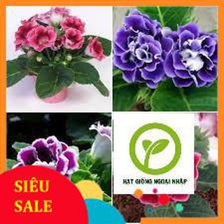 Hạt giống hoa tử la lan 50 hạt hat f1