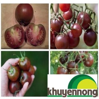 Gói 30 hạt giống cà chua socola