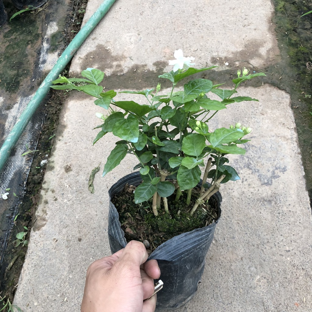 Cây hoa nhài kép , chiều cao 20-25cm bụi sum suê hoa cực thơm nhiều công dụng, thích hợp trang trí cảnh quan