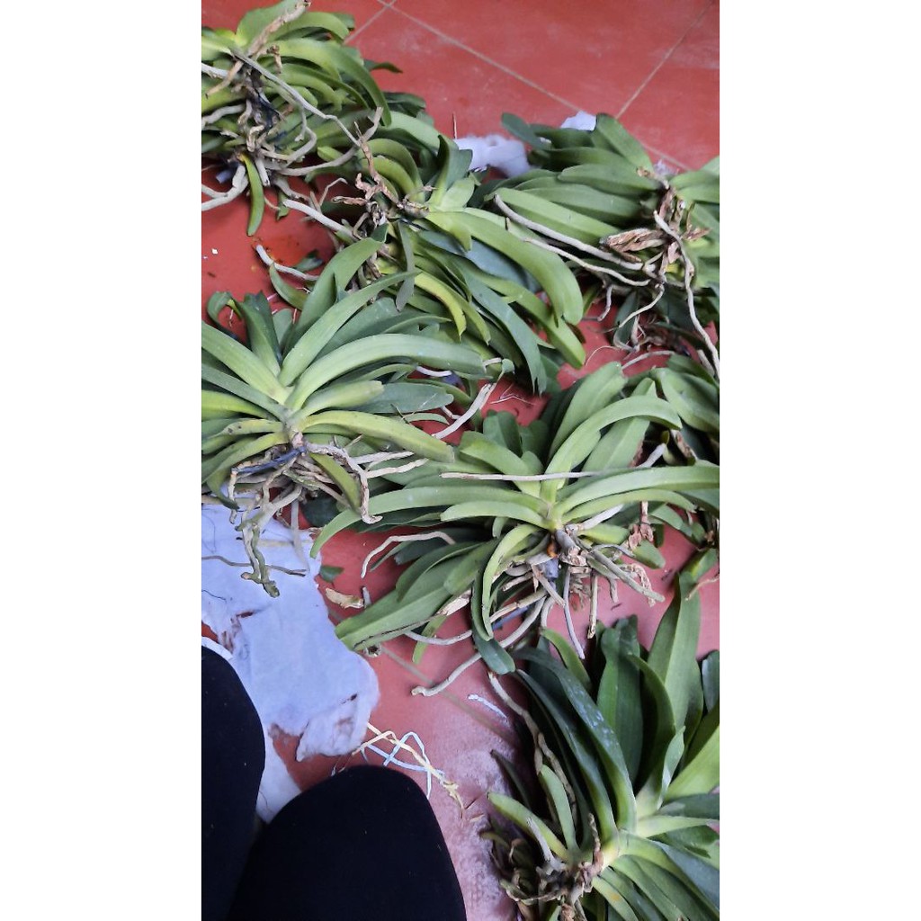 Hoa phong lan đai châu rừng