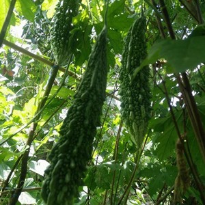 Gói 5 Hạt Khổ Qua Trái Dài F1 Salsa Thanh Ngọt, Năng Suất Cao 5 Hạt Giống Mới Chịu Nhiệt 4 Mùa