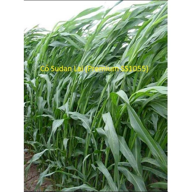 Hạt giống cỏ Sudan lai cỏ Sorghum Bicolor gói 100g giá rẻ