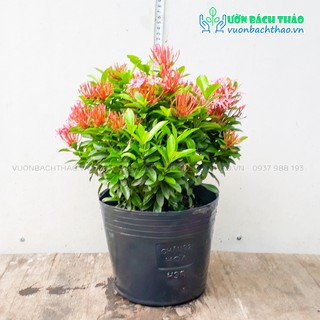 Cây trang thái trồng sân vườn