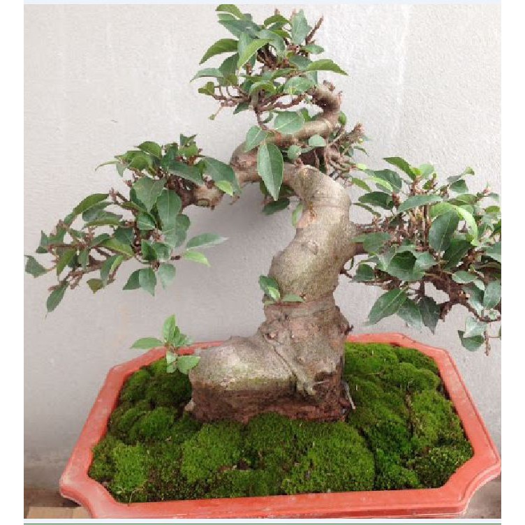 Hạt giống cây sung Bonsai - KL 10 hạt