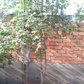 Nho thân gỗ tứ quý