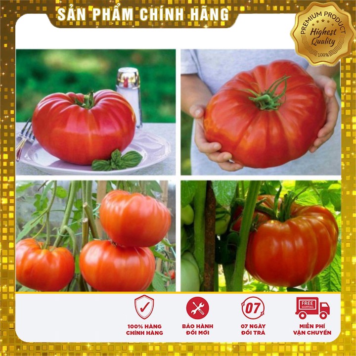 Hạt giống cà chua khổng lồ 1kg/ quả