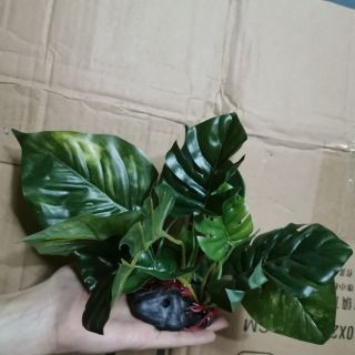 Bụi trầu bà nhỏ trang trí hồ cá cảnh