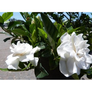 Cây Lài Thái cánh kép