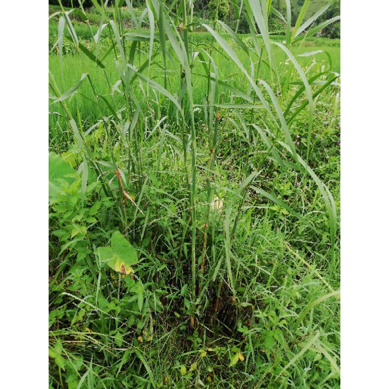 Cây sậy nước