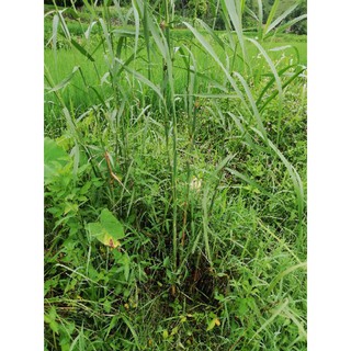 cây sậy nước( cây giống)