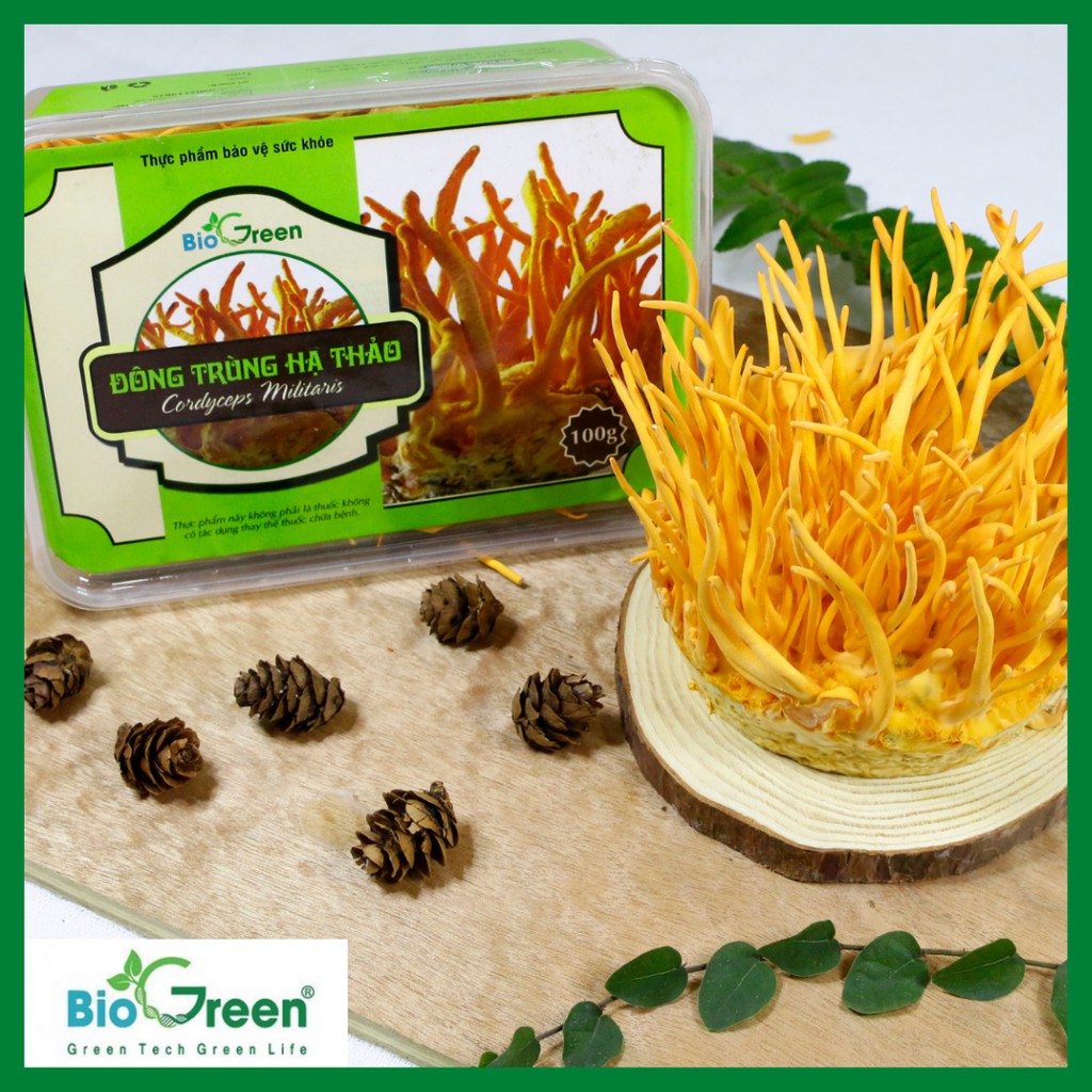 QUẢ THỂ ĐÔNG TRÙNG HẠ THẢO TƯƠI BIOGREEN | BigBuy360 - bigbuy360.vn