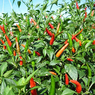 Bột Ớt 100g