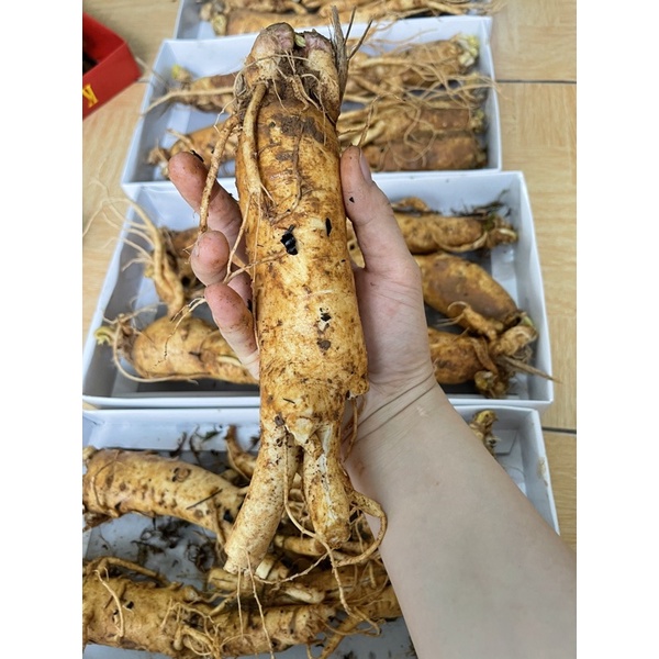 SÂM TRỌC, SÂM GÃY RỄ NGÂM MẬT ONG 4-10 củ/1kg