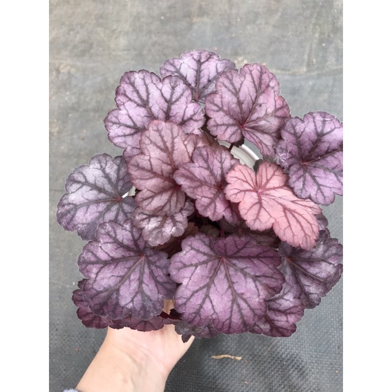 Chậu cứng Combo sắc hồng tím cực xinh