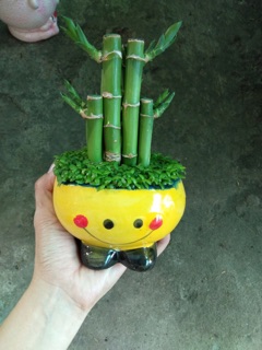 TRÚC PHÁT TÀI PHỐI CỎ MAI MẮN