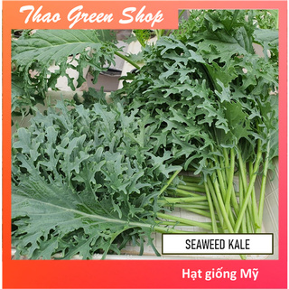  Hạt Giống Cải Kale Rong Biển SEAWEED 50 Hạt