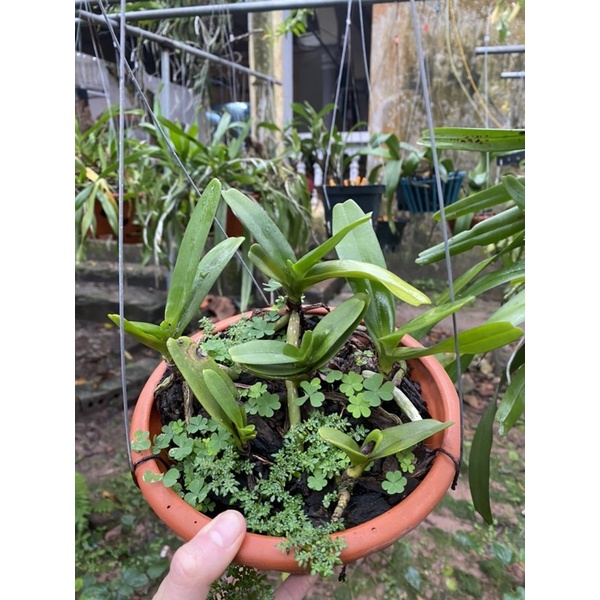 HOÀNG NHẠN THÁNG 4 BUÔN ĐÔN THUẦN VƯỜN 2-3 NĂM