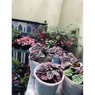 Cây Hạnh Tiên Thảo tím
