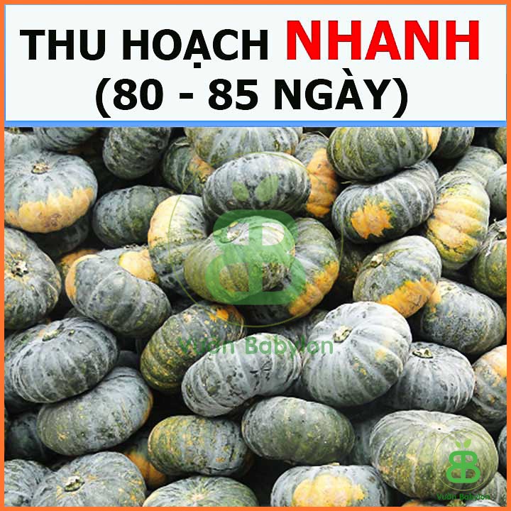 Hạt Giống Bí Đỏ Tròn F1